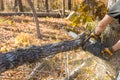 Trees are cut down by professional lumberjack using chainsaw during autumn cleaning in a forest Royalty Free Stock Photo