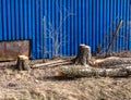 Trees are cut in spring