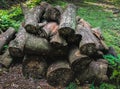 trees for furniture making. stack of cut logs fire wood from tree. renewable resource of a energy. environmental concept. Royalty Free Stock Photo