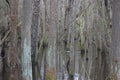 Trees in cypress swamp