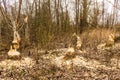 Trees damaged by beaver Royalty Free Stock Photo