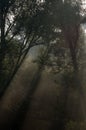 Trees in dark forest