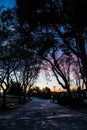 Trees in the dark and a multicolored sunset