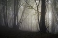 Trees in dark mysterious forest on Halloween night Royalty Free Stock Photo