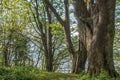 Trees At Dash Point