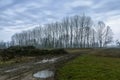 Trees at dawn on the Friulian countryside. Night photography. Sunrise.