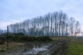 Trees at dawn on the Friulian countryside. Night photography. Sunrise.