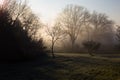 Trees at dawn