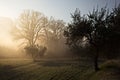 Trees at dawn