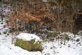 Trees with dead leaves, stone covered with snow Royalty Free Stock Photo