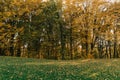 trees deciduous forest yellow foliage sunny day