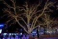 Trees decorated for Christmas. Beautiful illumination.