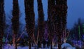 Trees decorated with luminous garlands in a city park. Winter night festive view of decorated trees Royalty Free Stock Photo