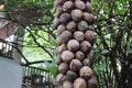 A tree decorated with coconuts