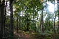 Trees Deep In A Forest