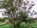 trees with dense green leaves eaten by caterpillars