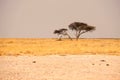 Trees in the desert