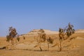 Trees in Desert Sahara oasis , Egypt Royalty Free Stock Photo