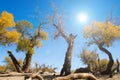 Trees in the desert with sunlight and le