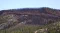 Trees destroyed by wildfire