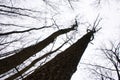 Trees on a diagonal Royalty Free Stock Photo