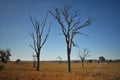 Trees with dieback in field of dry grass Royalty Free Stock Photo