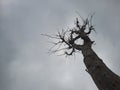 trees that died as a result of being struck by stray lightning after heavy rains in this area