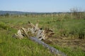 Skagit Wildlife Area Washington North Seattle