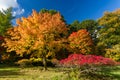 Trees displaying beautiful autumn fall colors on a sunny day Royalty Free Stock Photo