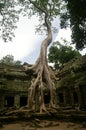 Trees dominate Ta Prohm