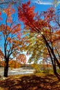 Trees drape over Lake Wallenpaupack in Poconos PA on a bright fall day lined with trees