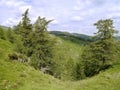 Trees with drop between, Lake District