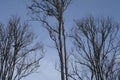 A dry, leafless tree against a backdrop of blue clouds Royalty Free Stock Photo