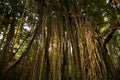 Trees and dry ivies forest texture. Royalty Free Stock Photo