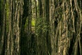 Trees and dry ivies forest texture. Royalty Free Stock Photo