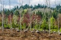 Trees dug and baled at a nursery Royalty Free Stock Photo