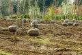 Trees dug and baled at a nursery Royalty Free Stock Photo