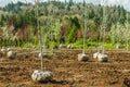 Trees dug and baled at a nursery Royalty Free Stock Photo