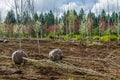 Trees dug and baled at a nursery Royalty Free Stock Photo