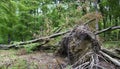 The trees dumped in the Carpathian forest