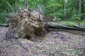 The trees dumped in the Carpathian forest