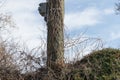 Trees dying termites selective focus