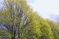 Trees In Early Spring Royalty Free Stock Photo