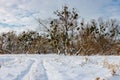 Trees on the edge of forest against snow covered field and blue sky with clouds in sunny winter day. Country landscape in winter Royalty Free Stock Photo