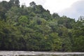 the trees on the edge of the Kalimantan river are very dense