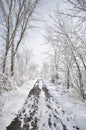 Trees and empty path covered with snow in winter Royalty Free Stock Photo