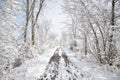 Trees and empty path covered with snow in winter Royalty Free Stock Photo