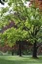 Trees in English parkland. Royalty Free Stock Photo