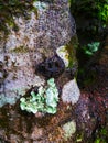 Full frame shoot, Examples of rambutan tree trunks to study