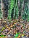 Trees exposed roots and fallen leaves Royalty Free Stock Photo